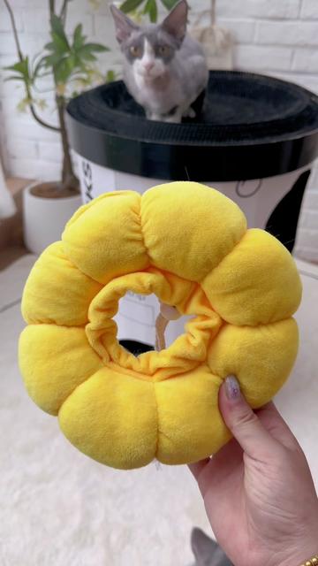 Sunflower Recovery Collar for cats and Dogs
