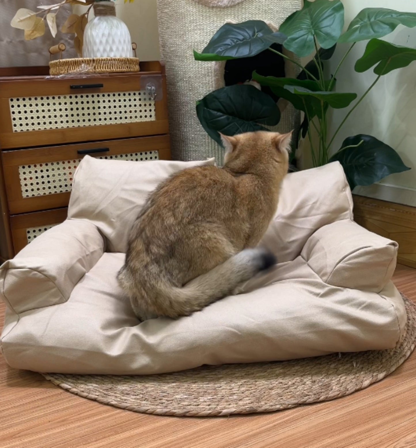 Cat couch for all seasons - Cute Pet Story