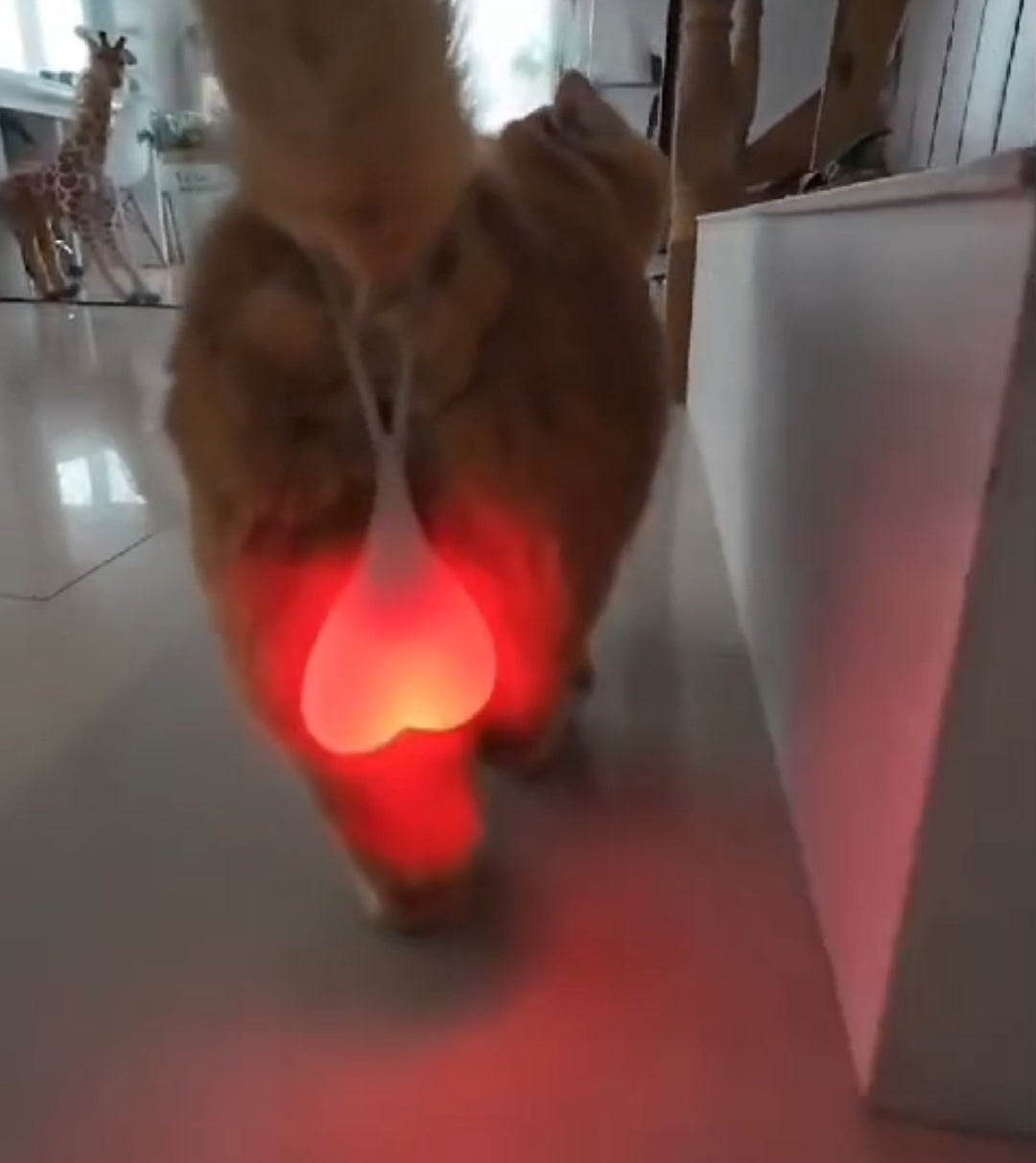 Cat funny egg light