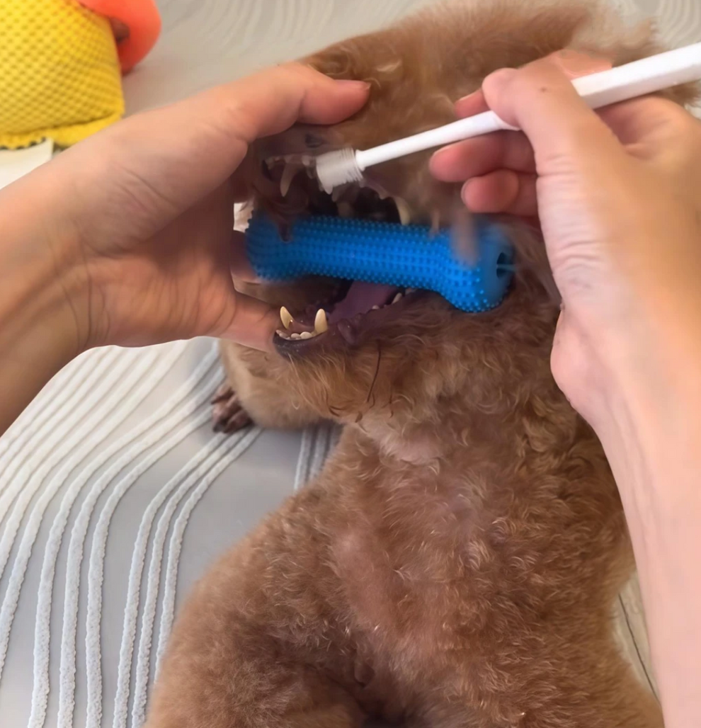 Pet Dental Chew Toothbrush – Easy Teeth Cleaning